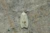Agonopterix kaekeritziana